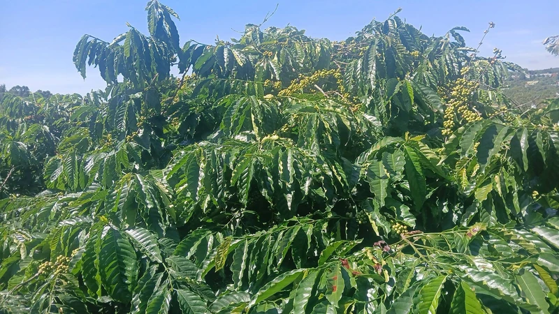 Bán đất 2,5ha Tuy Đức, Lâm Đồng, giá 6 tỷ