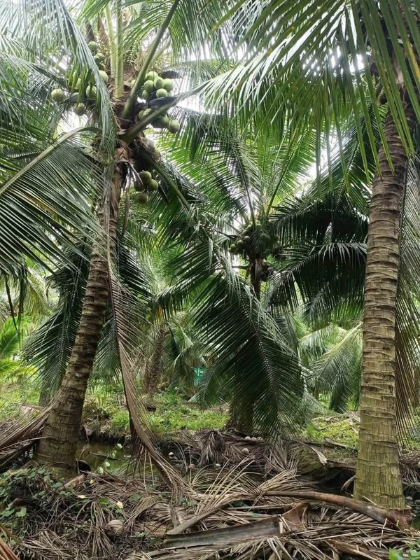 Bán đất vườn dừa 10.000m² Giồng Trôm Bến Tre 260 triệu