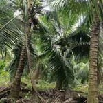 Bán đất vườn dừa 10.000m² Giồng Trôm Bến Tre 260 triệu - Ảnh thu nhỏ 1