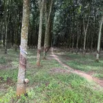 Bán đất 3900m2 mặt tiền đường số 7 Minh Long 1 tỷ 600 - Ảnh thu nhỏ 3