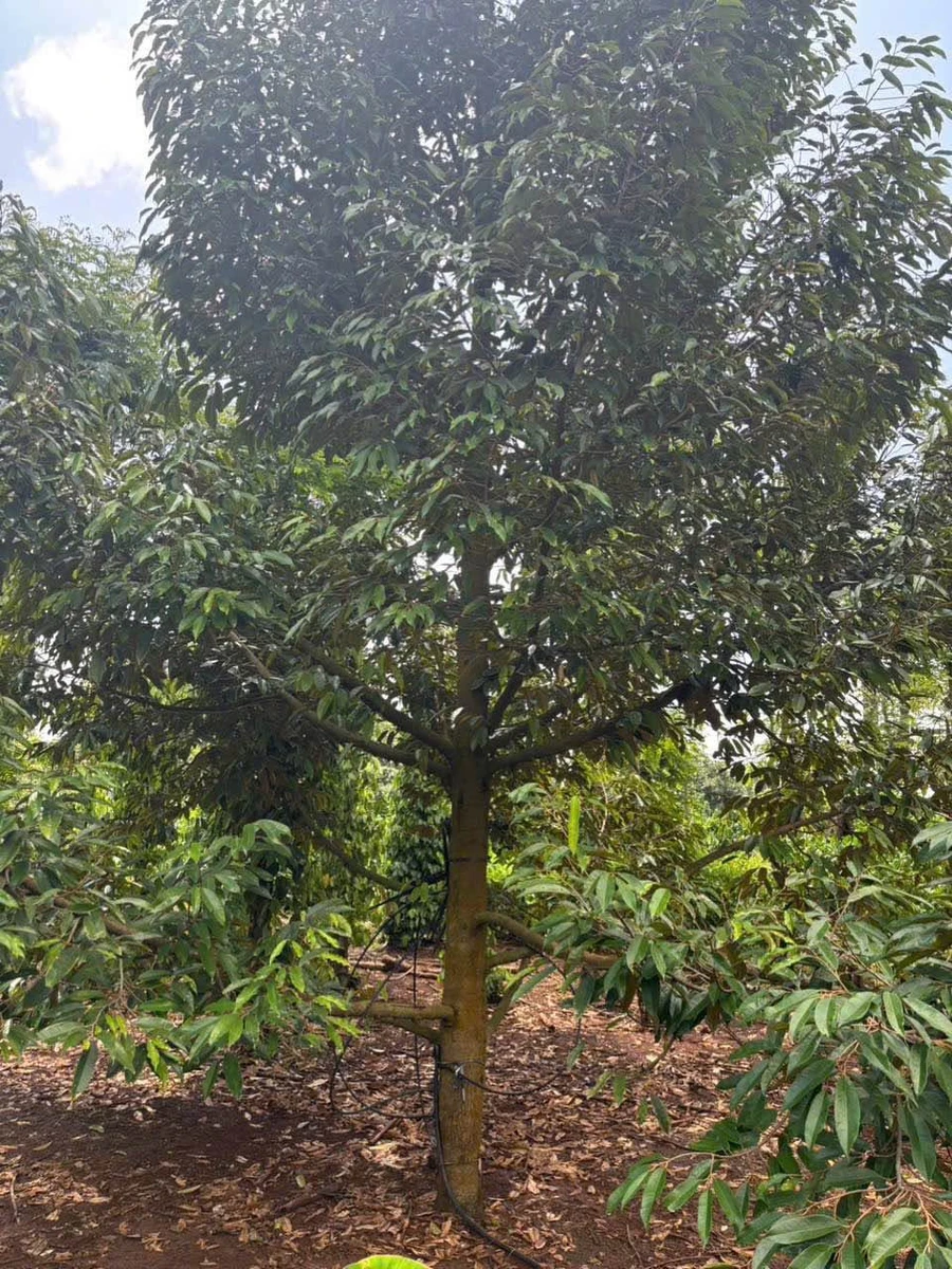 Bán đất 1,3ha view sông Sêrêpốk Hòa Phú Đắk Lắk - Ảnh thu nhỏ 3