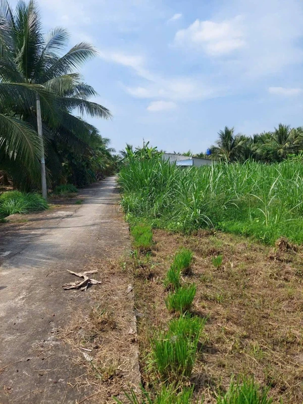 Bán đất Phú Hưng Bến Tre 1173m2 giá 670 triệu