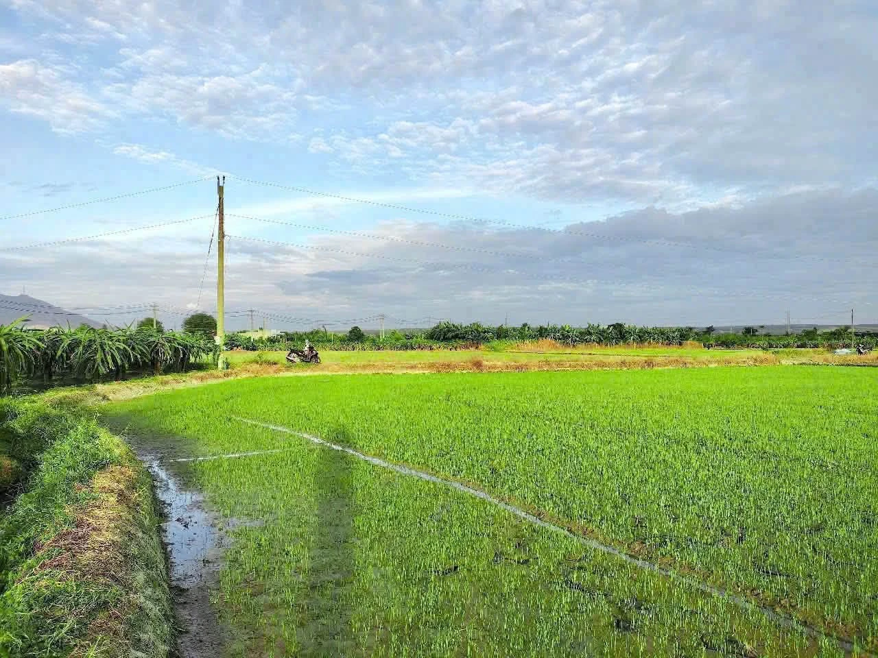 Bán đất vườn 2,5 sào quy hoạch full thổ cư Lâm Đồng - Ảnh 1