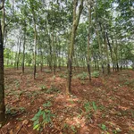 Bán đất 3 sào ở Bình Phước, giá 390 triệu - Ảnh thu nhỏ 2