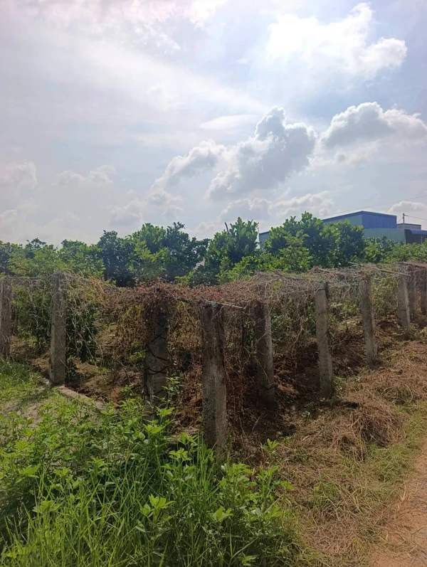 Bán vườn cây ăn trái 1.000m² Lâm Đồng 280 triệu