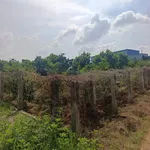 Bán vườn cây ăn trái 1.000m² Lâm Đồng 280 triệu - Ảnh thu nhỏ 1