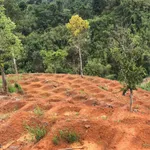 Bán 2,8ha đất Krông Nô Lâm Đồng, 1,2 tỷ - Ảnh thu nhỏ 1