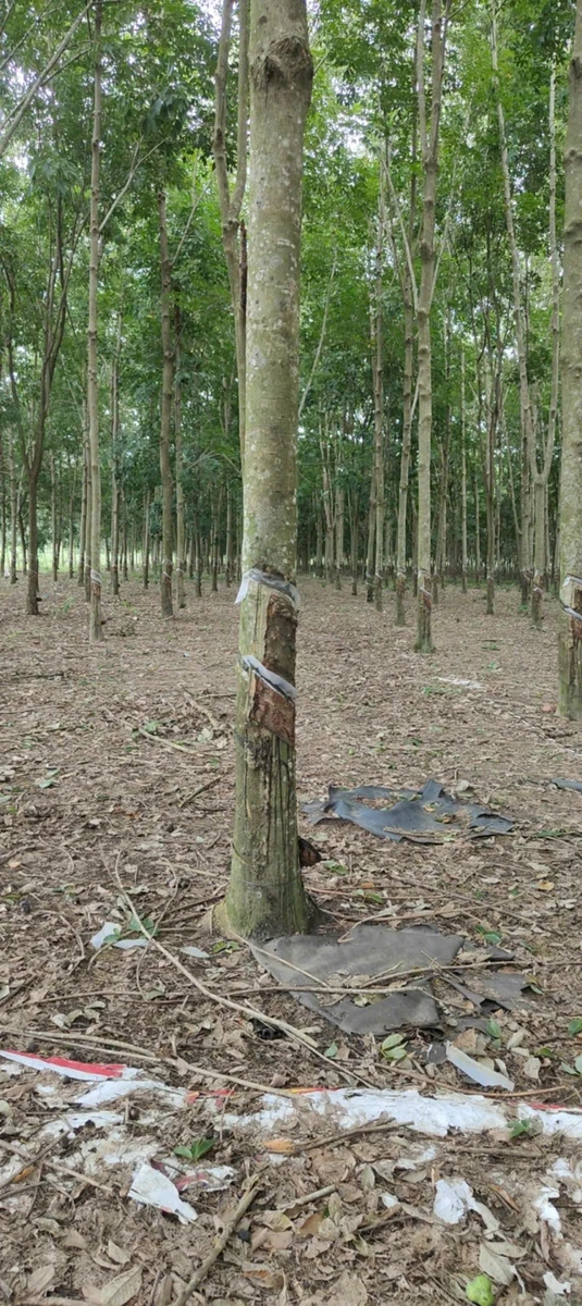 Bán đất 2ha Bích Chơn Thành gần QL14 giá 4,6 tỷ - Ảnh thu nhỏ 4