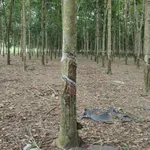 Bán đất 2ha Bích Chơn Thành gần QL14 giá 4,6 tỷ - Ảnh thu nhỏ 4