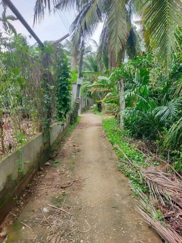 Bán đất vườn dừa 4.000m² mặt tiền Phước Long, Vĩnh Long