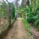 Bán đất vườn dừa 4.000m² mặt tiền Phước Long, Vĩnh Long - Ảnh thu nhỏ 1