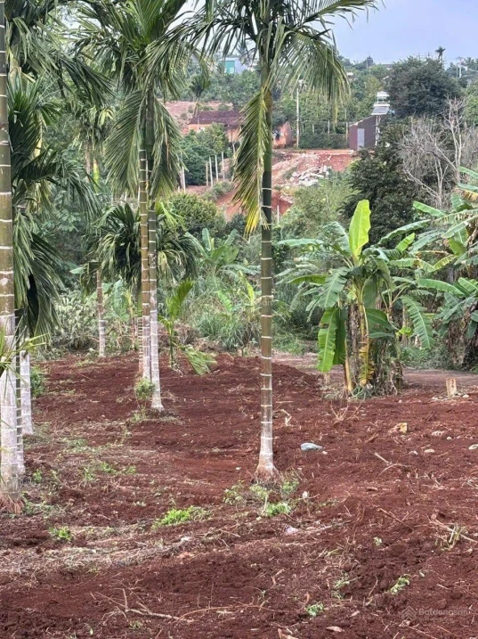 Bán đất Phú Xuân, Huyện Krông Năng, Đắk Lắk Diện tích: 175m², có 60m² đất ở Đường đất, vị trí - Ảnh thu nhỏ 2