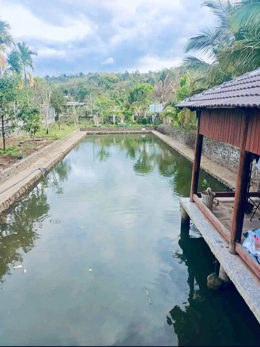 Bán nhà vườn 3,5 sào 2 mặt tiền, 22x150m, giá 3,9 tỷ tại Bắc Gia Nghĩa, Lâm Đồng - Ảnh thu nhỏ 3
