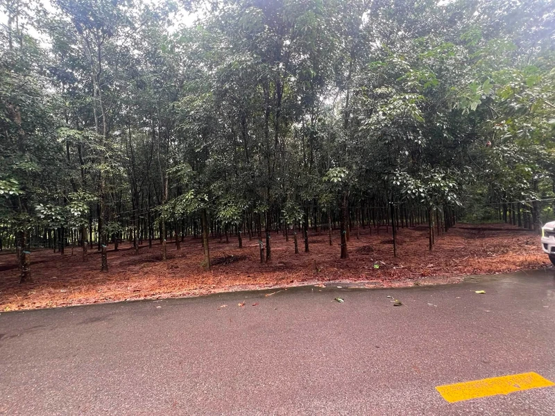 Bán đất mặt tiền 20x60m Phú Giáo Bình Dương