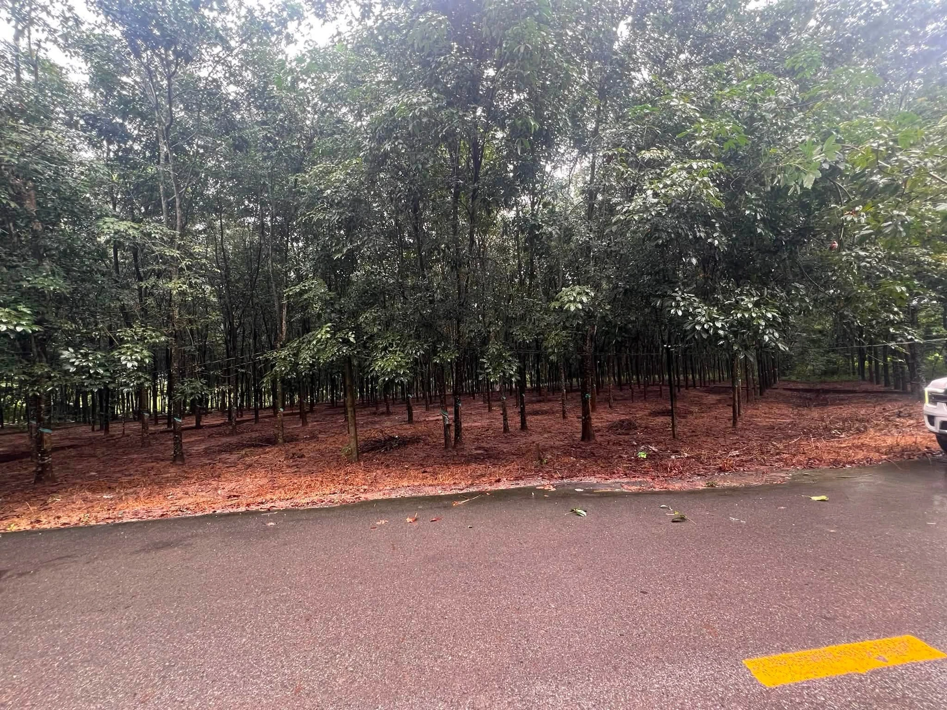 Bán đất mặt tiền 20x60m Phú Giáo Bình Dương - Ảnh 1