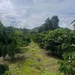 Bán rẫy 5ha ở Gia Nghĩa, Lâm Đồng, giá 8,7 tỷ - Ảnh thu nhỏ 5