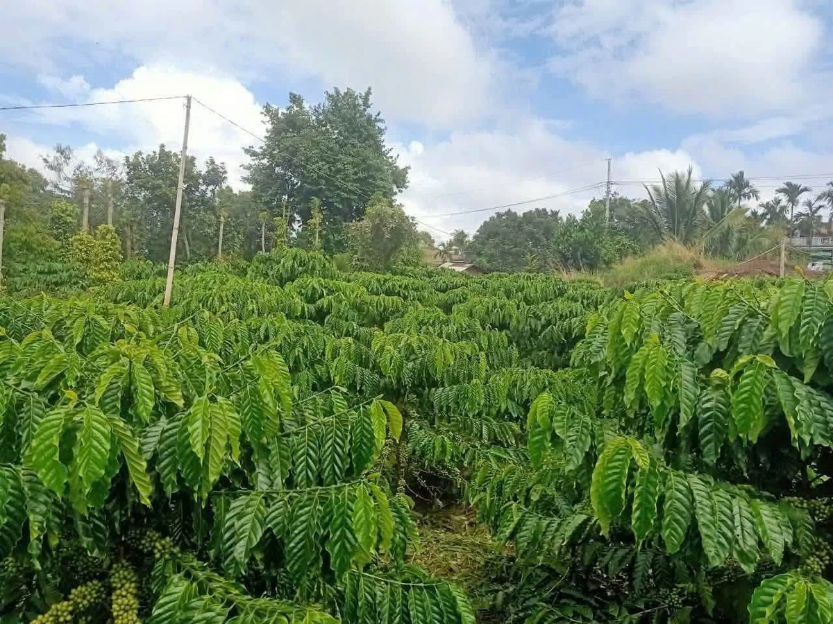 Bán lô đất 100m2 Thuận An Bình Dương 715 triệu - Ảnh thu nhỏ 2