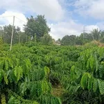 Bán lô đất 100m2 Thuận An Bình Dương 715 triệu - Ảnh thu nhỏ 2