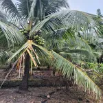 Bán đất 4 công Bến Tre, giá 510 triệu/công - Ảnh thu nhỏ 3
