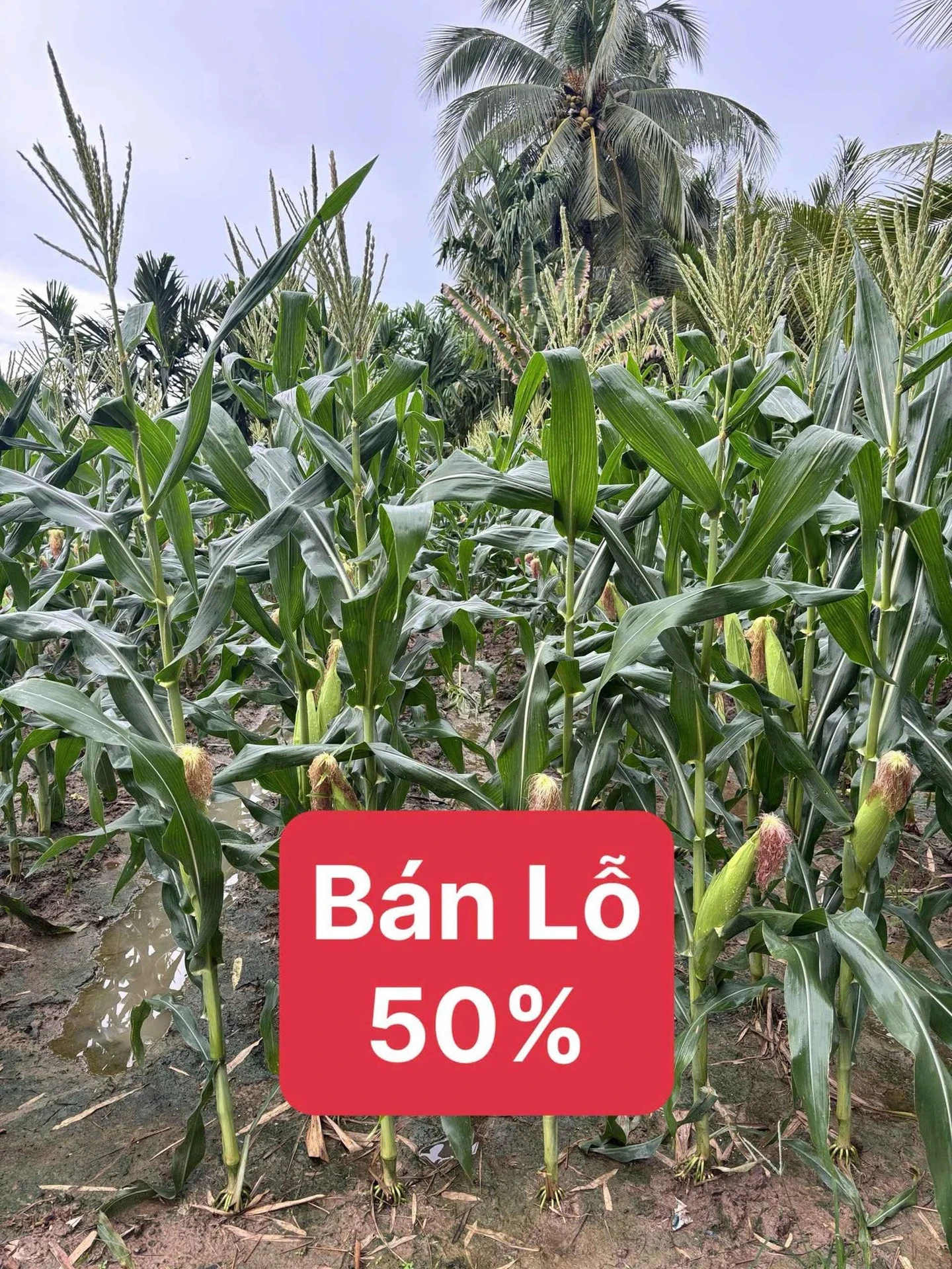 Bán 6,9 hecta đất Đắk Mil, Đắk Nông, 199 triệu/hecta - Ảnh 1