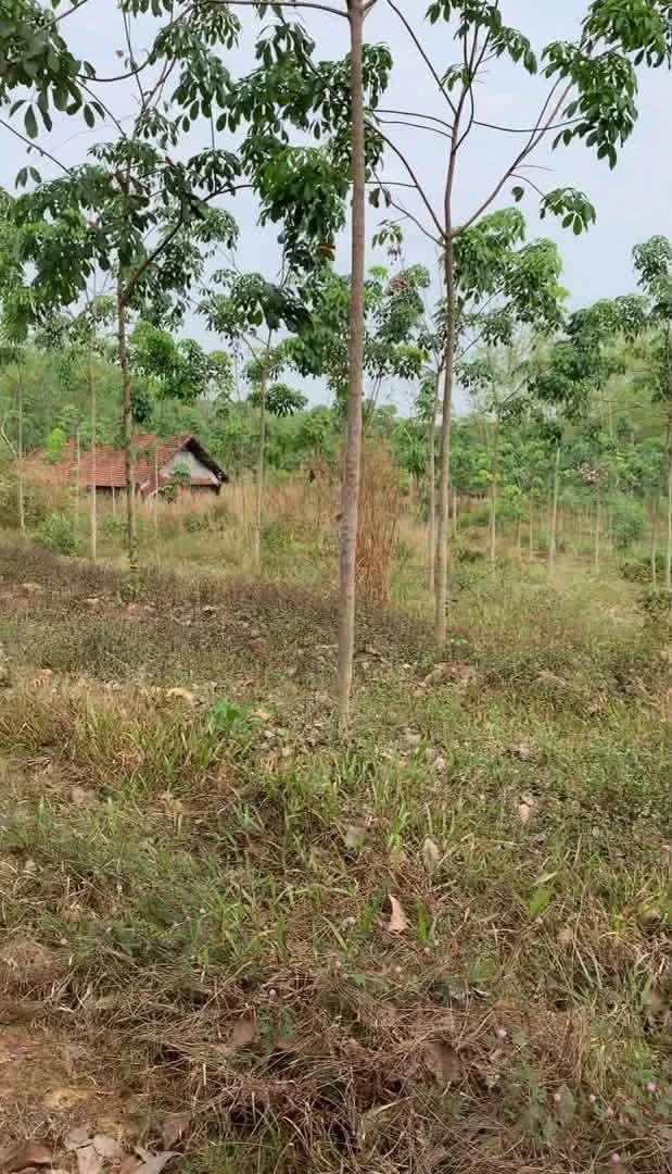 Bán 3ha đất cao su Bù Gia Mập, Bình Phước - Ảnh thu nhỏ 3