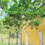 Bán đất mặt tiền Liên Xã Khánh Hòa 310m2 220 triệu - Ảnh thu nhỏ 5