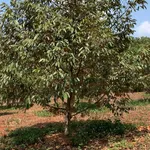 Bán 1ha đất sầu riêng Phước Tân, Bình Phước - 3 tỷ - Ảnh thu nhỏ 1