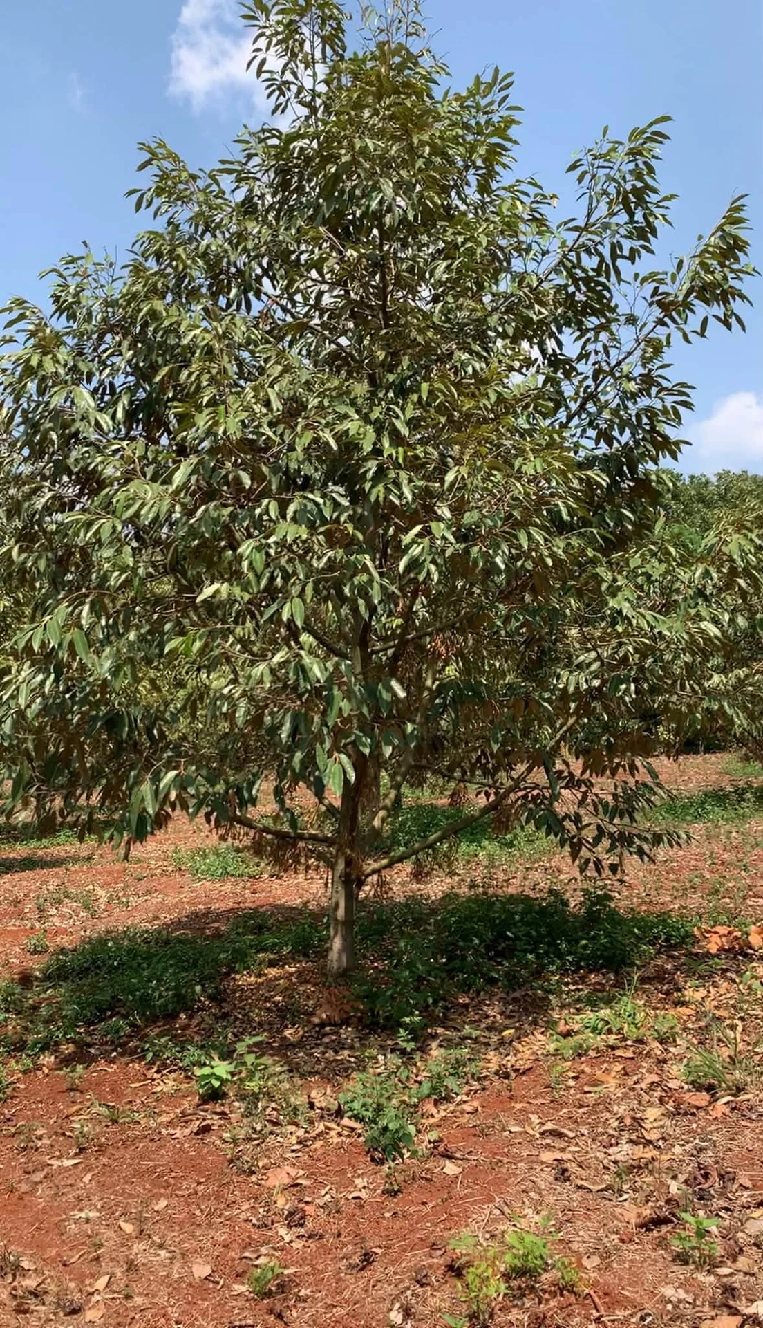Bán 1ha đất sầu riêng Phước Tân, Bình Phước - 3 tỷ - Ảnh 1