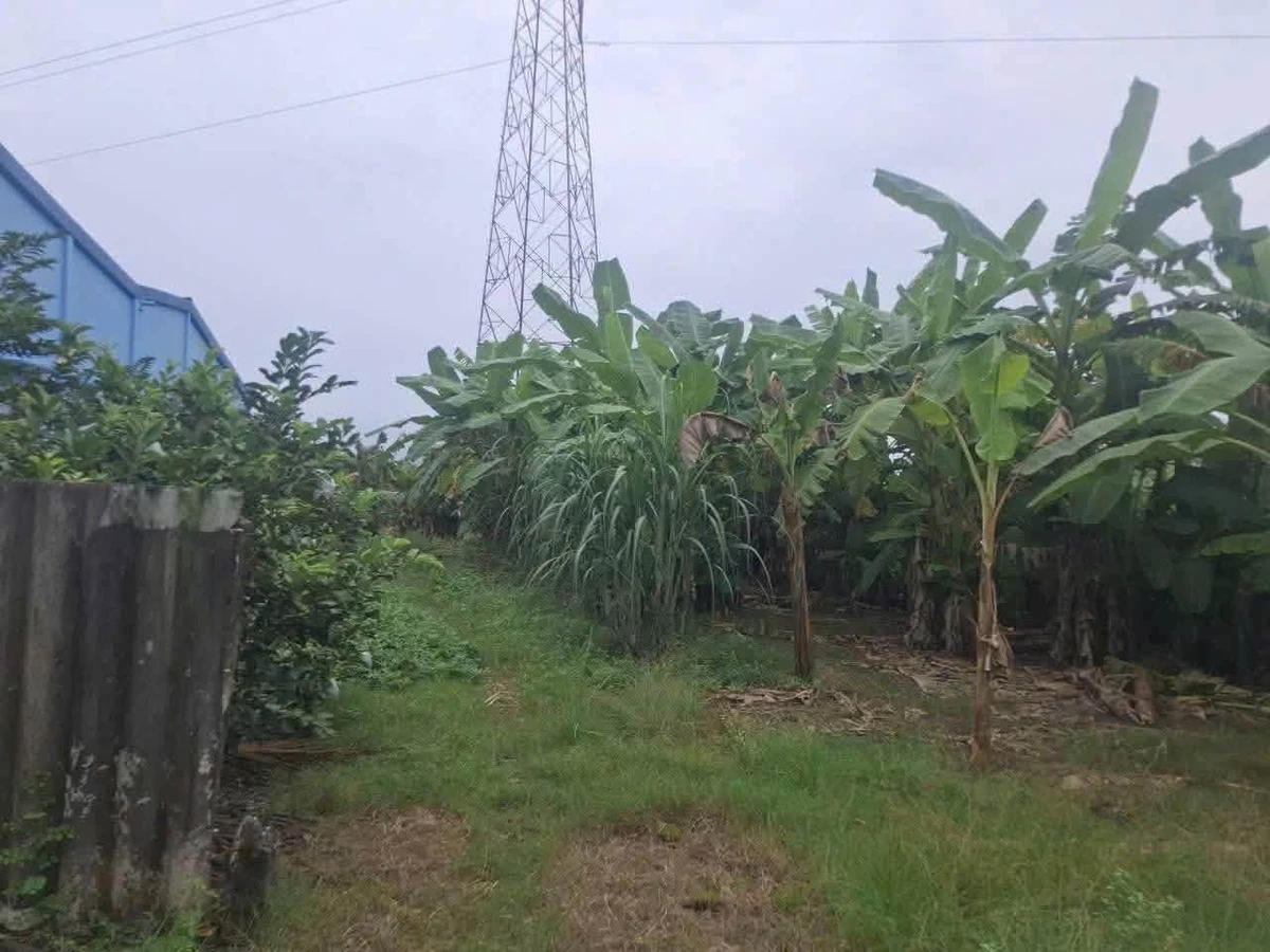 Bán đất thổ mặt tiền kênh Trạm Bom 6×29m Hòa Phú Long An - Ảnh thu nhỏ 3