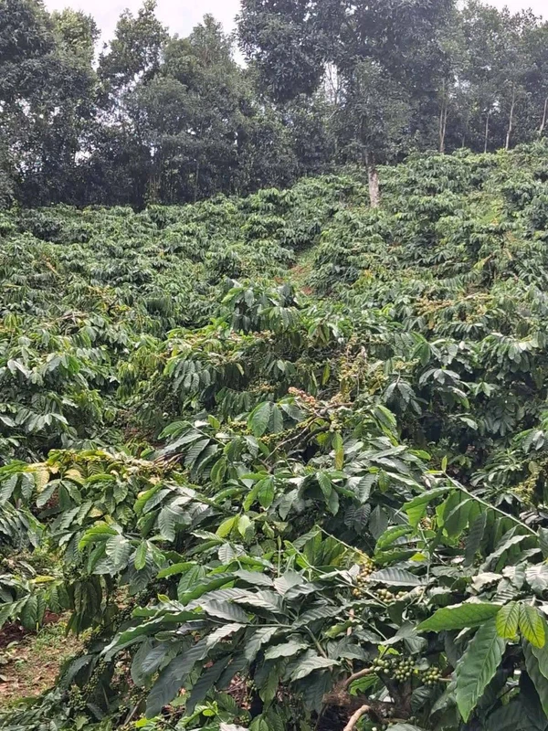 Bán đất 1ha cafe Tuy Đức Lâm Đồng 700 triệu