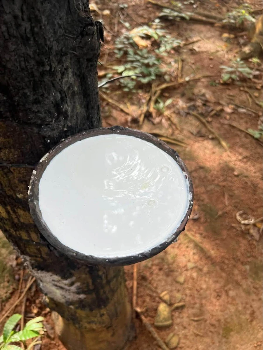 Bán đất cao su Phú Trung, Bình Phước 1.3 ha, giá 1 tỷ 9 - Ảnh 1