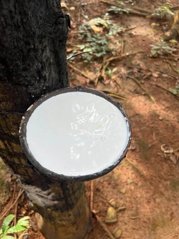 Bán đất cao su Phú Trung, Bình Phước 1.3 ha, giá 1 tỷ 9