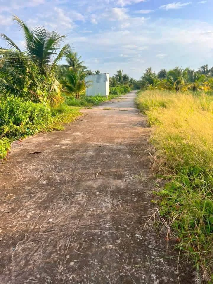 Bán đất 500m2 ngang 13,5m đường đan 4m giá 350 triệu tại Châu Hưng, Vĩnh Long - Ảnh thu nhỏ 2