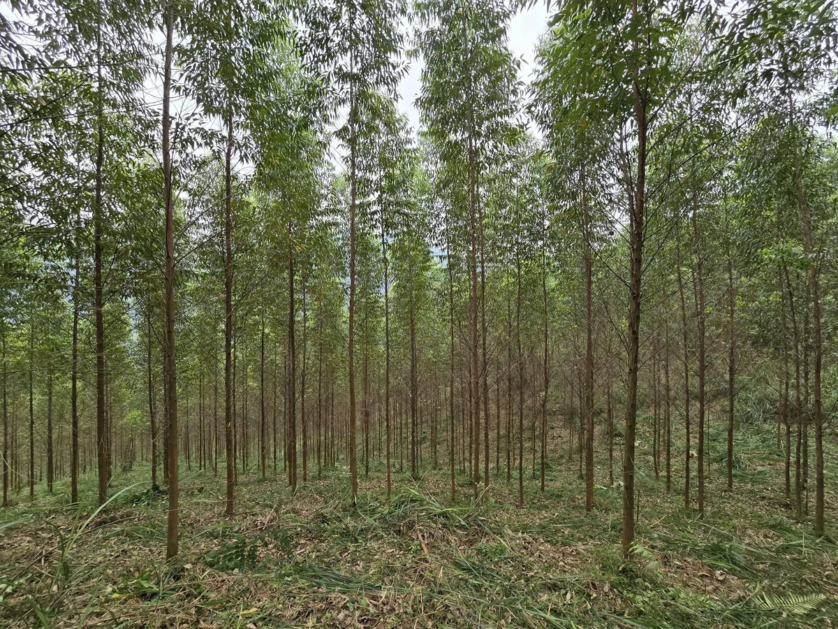 Bán 7 ha đất rừng sản xuất Đà Bắc, Hòa Bình 799 triệu - Ảnh 1
