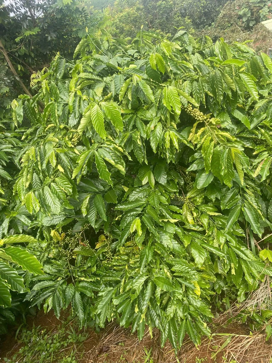 Bán đất 1,8 ha sổ sách đầy đủ Đắk Lắk 3,6 tỷ - Ảnh thu nhỏ 3