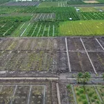 Bán đất vườn 500m² Tân Thành, Thủ Thừa, Long An - Ảnh thu nhỏ 3