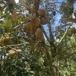 Bán vườn sầu riêng 2 hecta Đức Trọng, Lâm Đồng - Ảnh thu nhỏ 2