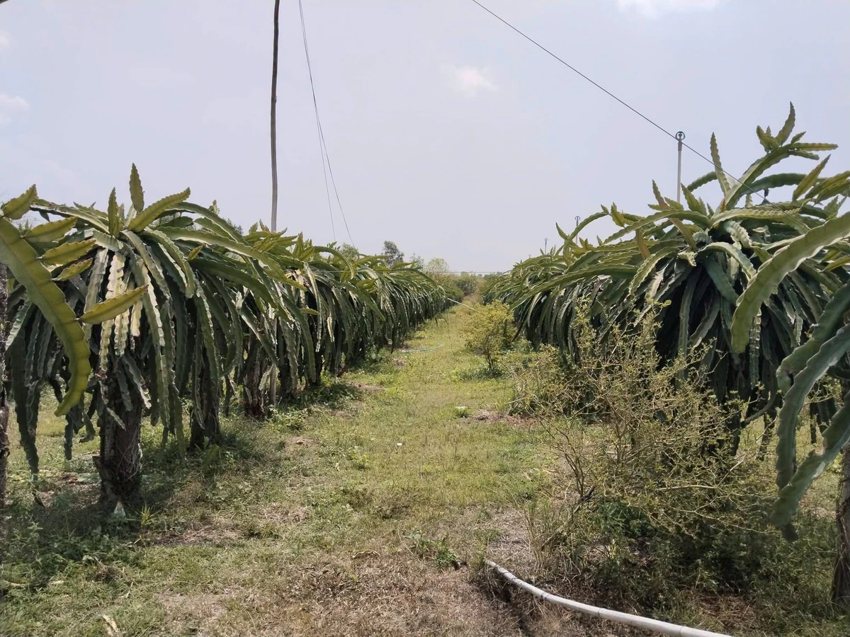 Bán vườn thanh long 2.8ha tại Xã Tân Hải Lagi Bà Rịa Vũng Tàu - Ảnh thu nhỏ 5