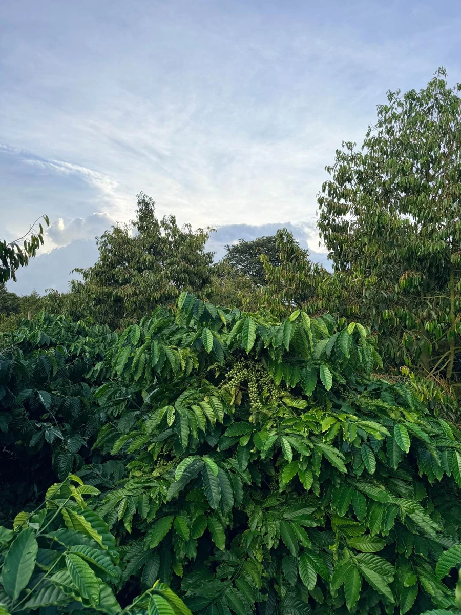 Bán 1,26 ha rẫy sầu riêng xen cà phê đang thu hoạch tại xã Cư Né, Krông Búk, Đắk Lắk - Ảnh thu nhỏ 3