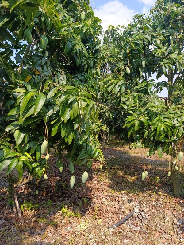 Bán đất vườn xoài 15779m2 tại Hồ Trị An, Đồng Nai