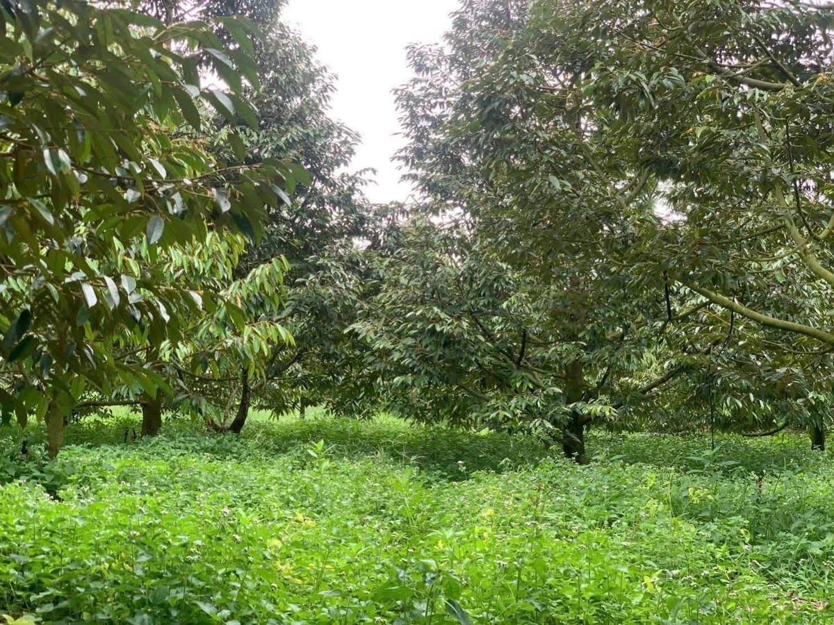 Bán đất vườn sầu riêng 3000m2 Xã Tà Lài Đồng Nai - Ảnh thu nhỏ 3