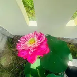 Bán nhà vườn 1800m² gần Phan Thiết 2 tỷ 2 - Ảnh thu nhỏ 1