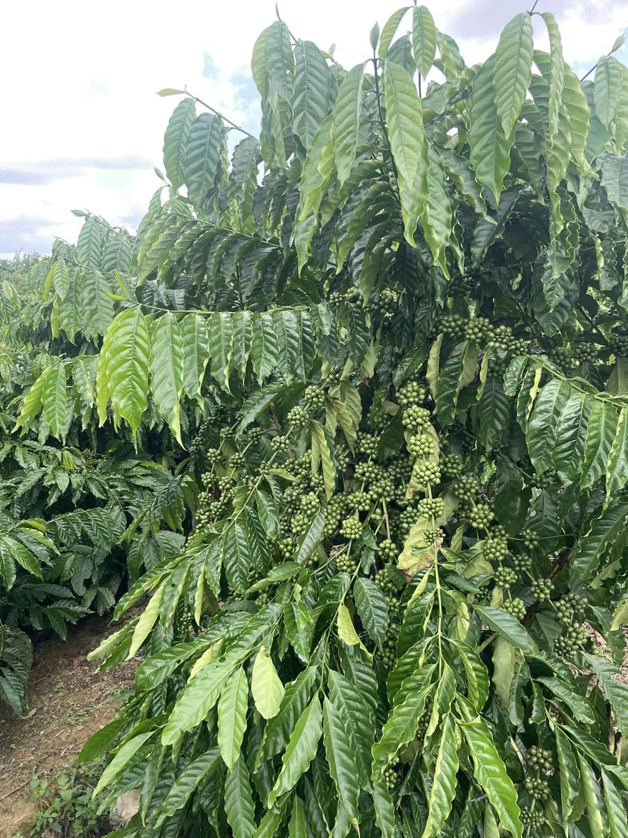 Bán đất 1 ha 2 tỷ tại Đắk Gằng, Đắk Nông - Ảnh 1