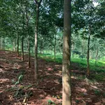 Bán 1,7 ha đất vườn cao su tại Phú Trung, Bình Phước, giá 2,35 tỷ - Ảnh thu nhỏ 2