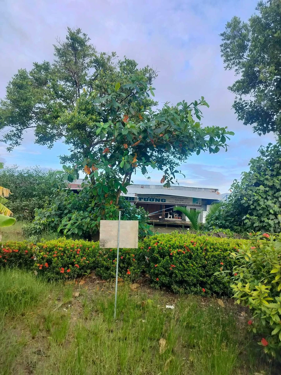 Bán nền đất ngang 8m dài 30m tại Kiên Giang 240m² - Ảnh thu nhỏ 2
