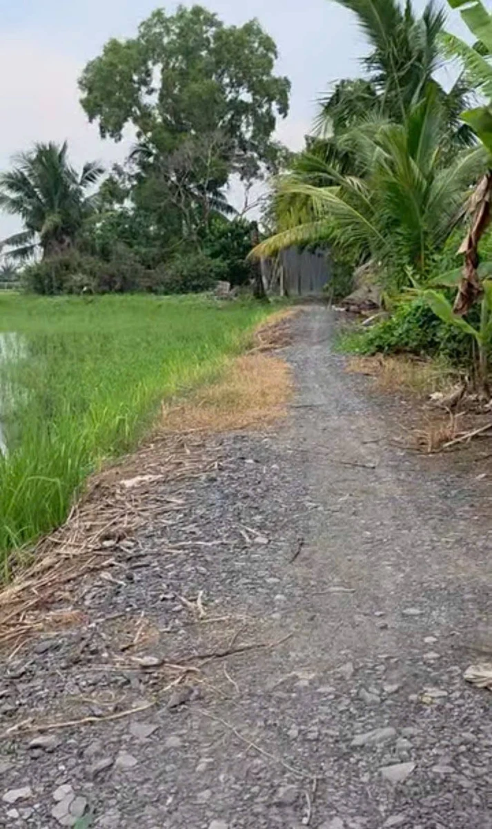 Bán đất lúa 1800m² Xã Nhựt Tảo Tây Ninh 520 triệu - Ảnh thu nhỏ 2