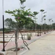 Lô đất đẹp phân khúc giá rẻ tại Nam Cửa Việt - Ảnh thu nhỏ 8