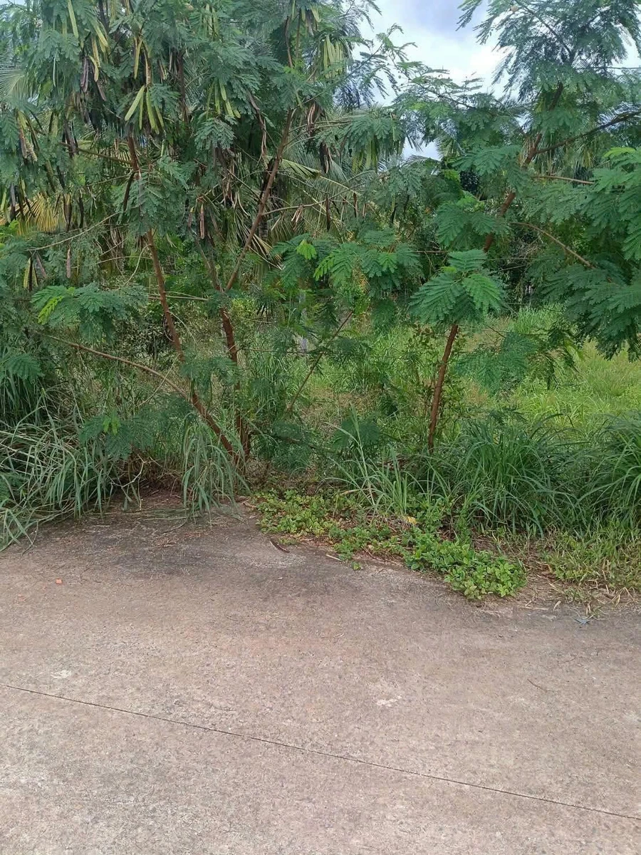 Bán đất 5x30m (150m2) thổ cư 15m2, đường bê tông, Tân Phú, Tây Ninh giá 230 triệu - Ảnh thu nhỏ 3