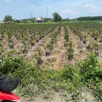 Bán Đất tại xã Thạnh Lợi, 2,4 tỷ, 1139 m2, 15,3m x56m gần chợ Thạnh Lợi , đất CHN chuyển thổ được. - Ảnh thu nhỏ 8