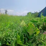 Bán đất thổ cư 648m² Cà Mau gần Cầu Khánh An - Ảnh thu nhỏ 2